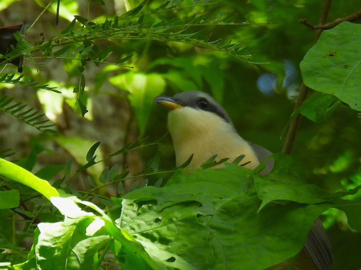 Mangrove Cuckoo - ML646474729