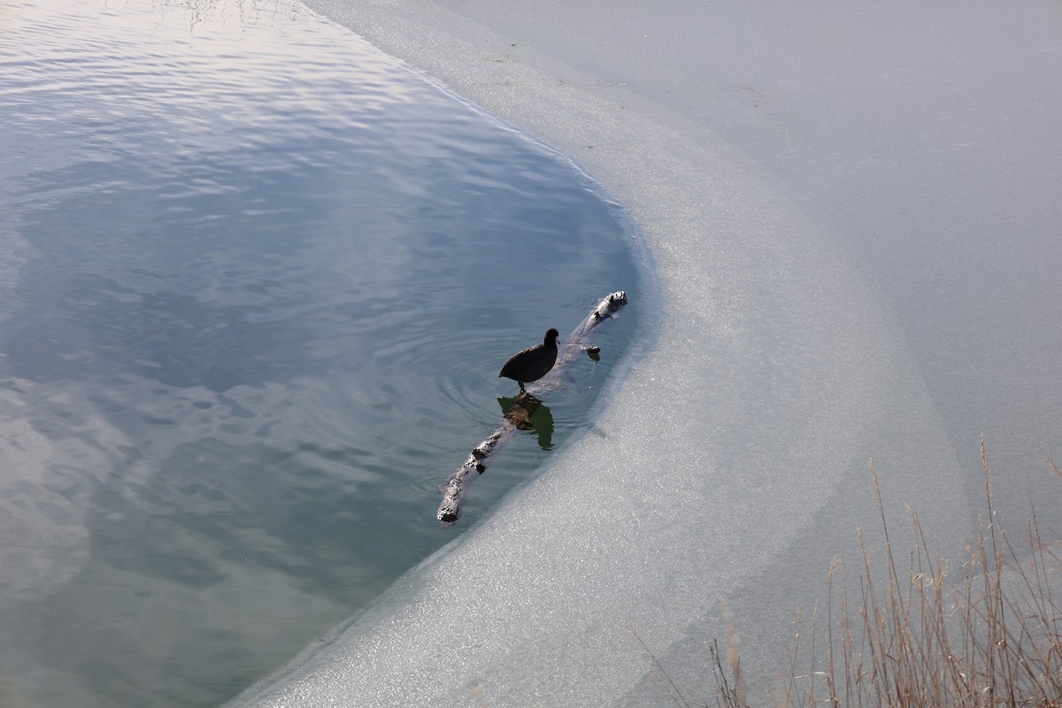 American Coot - ML646474730