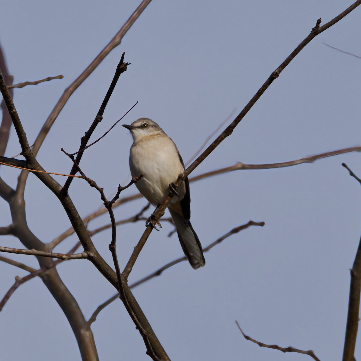 Northern Mockingbird - ML646474735