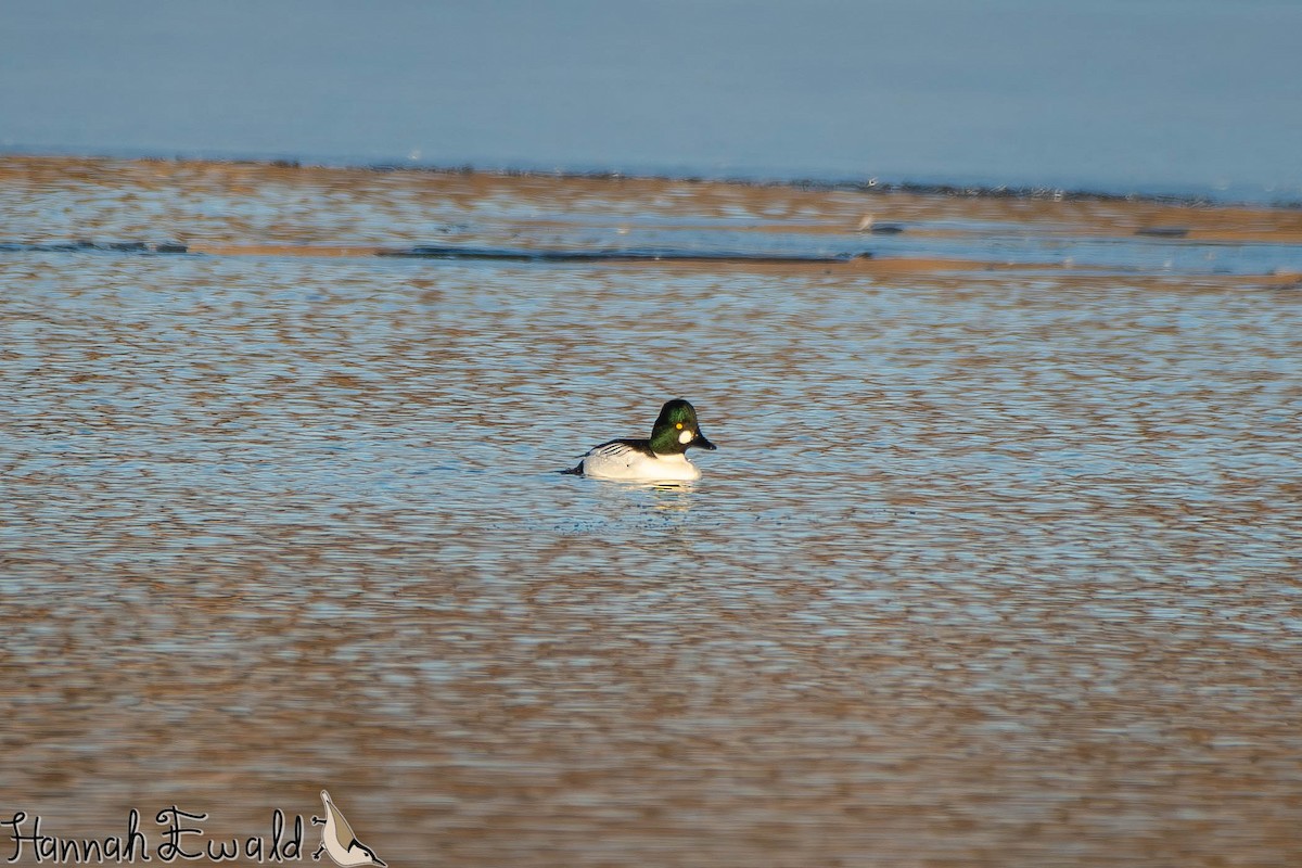Common Goldeneye - ML646474737