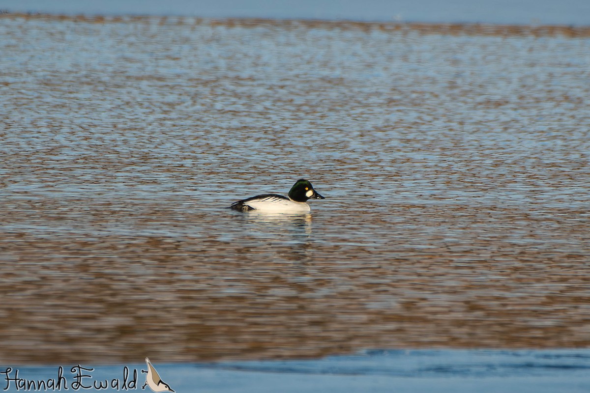 Common Goldeneye - ML646474738