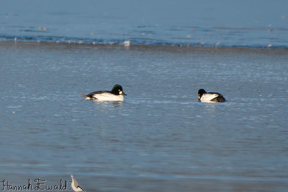 Common Goldeneye - ML646474739