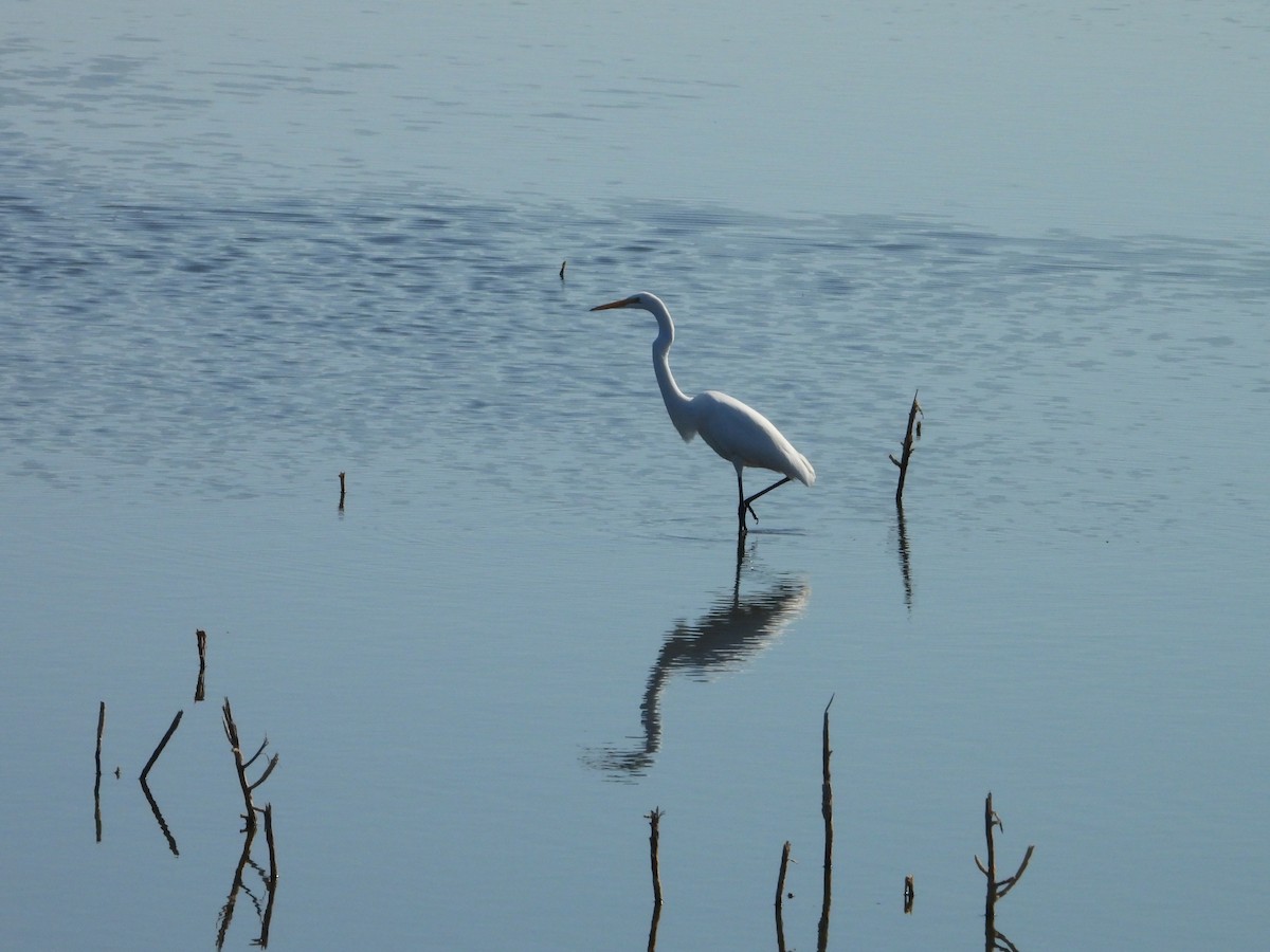 Great Egret - ML646474740