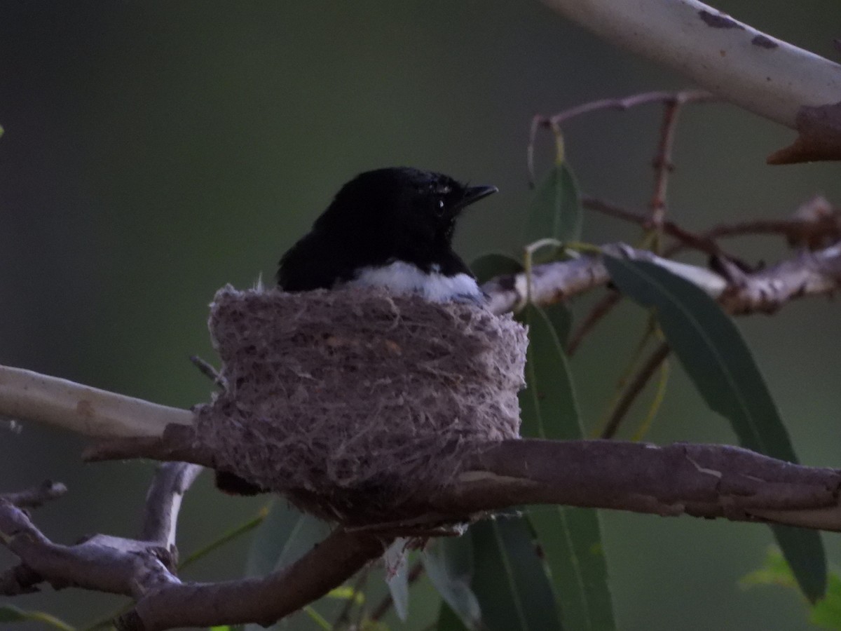 Willie-wagtail - ML646474742