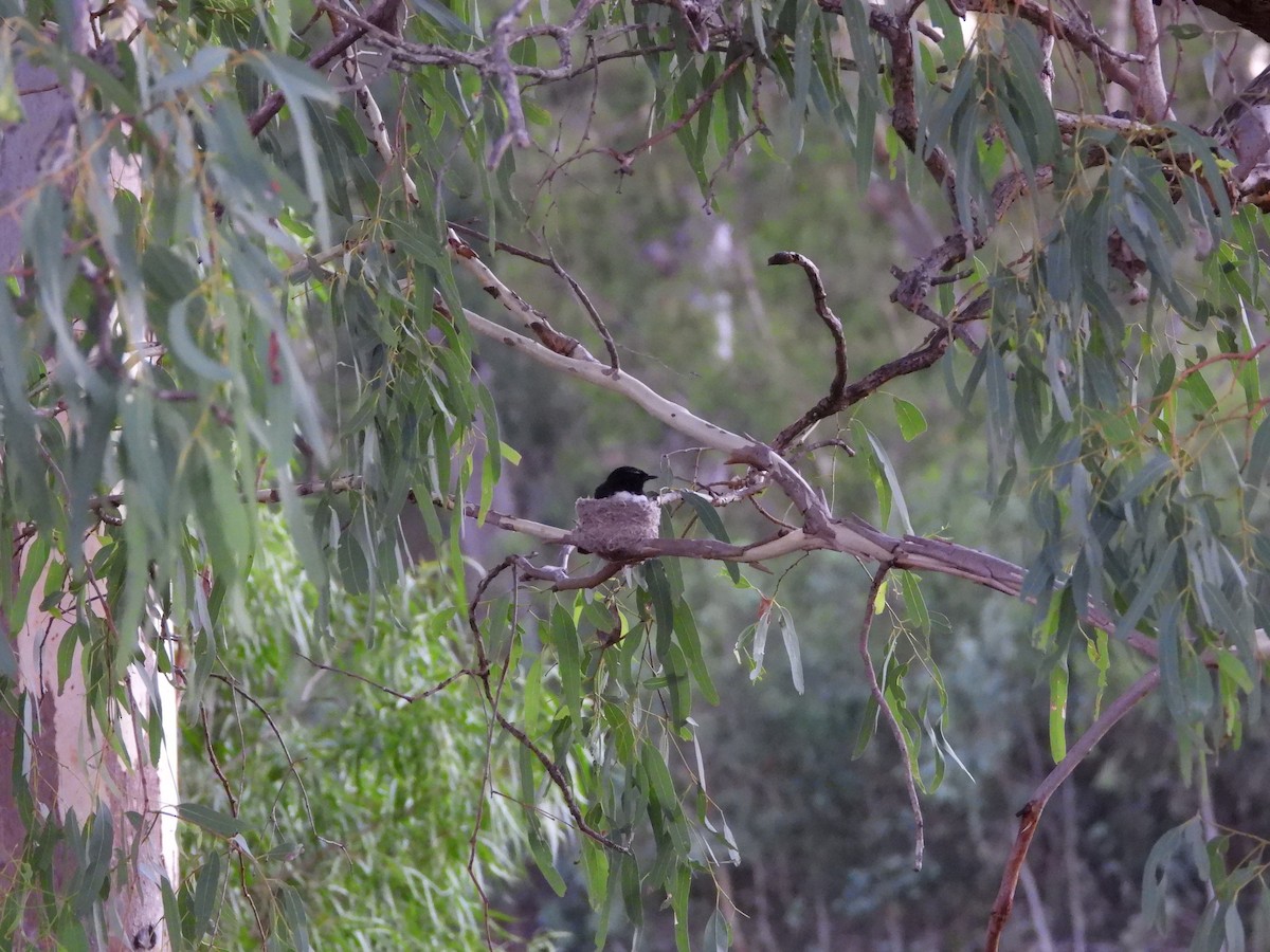 Willie-wagtail - ML646474743