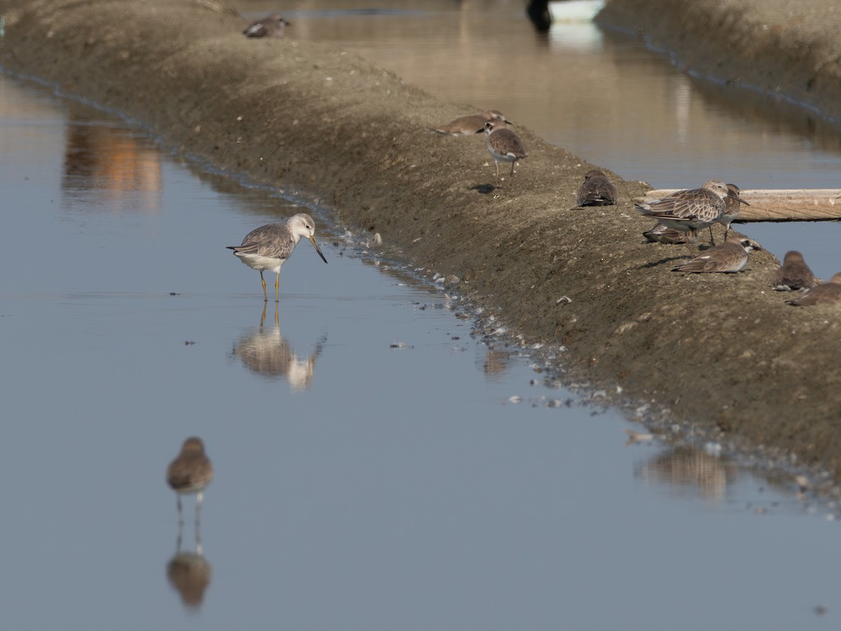 Nordmann's Greenshank - ML646474744