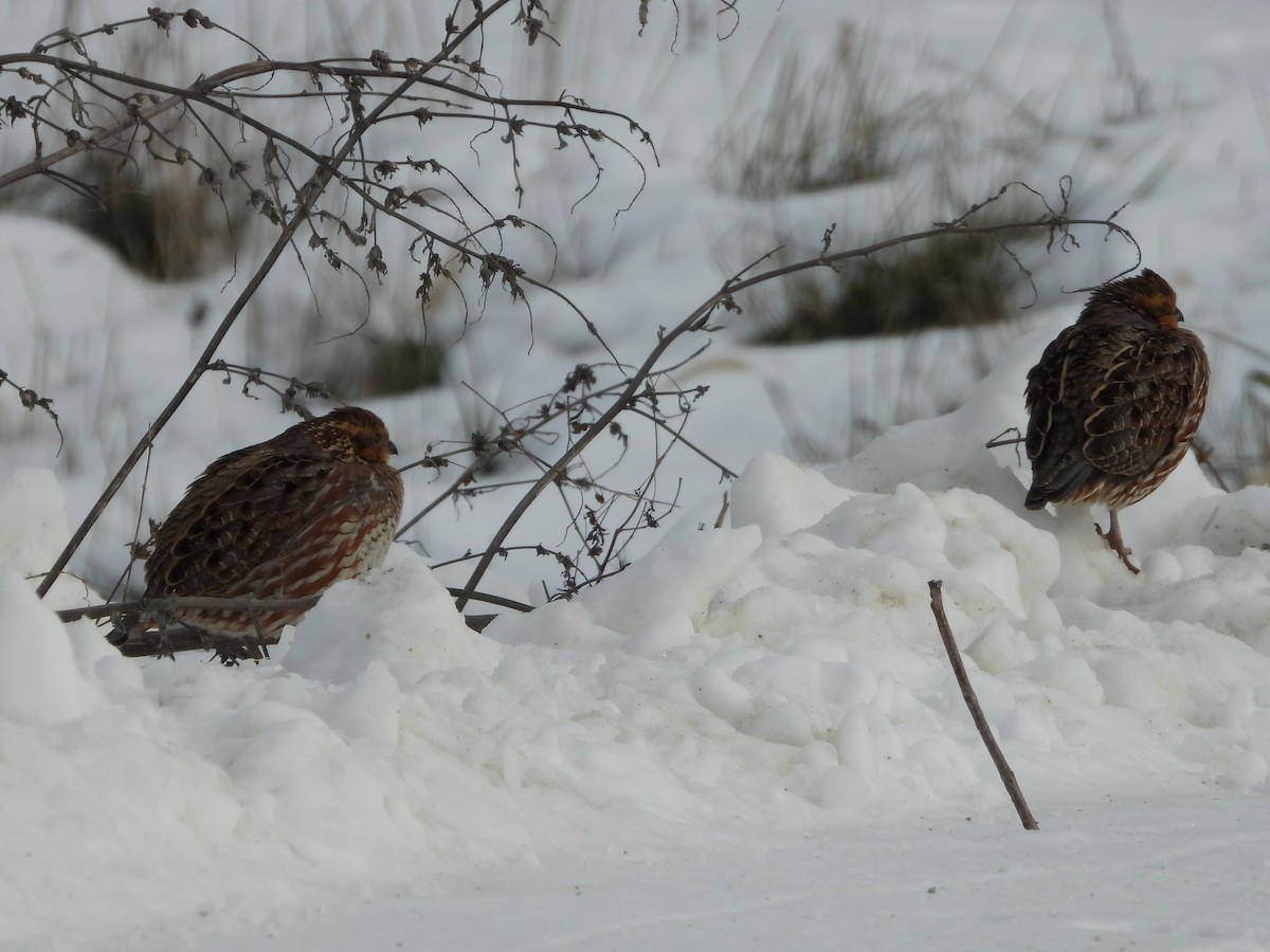 Northern Bobwhite - ML646474745