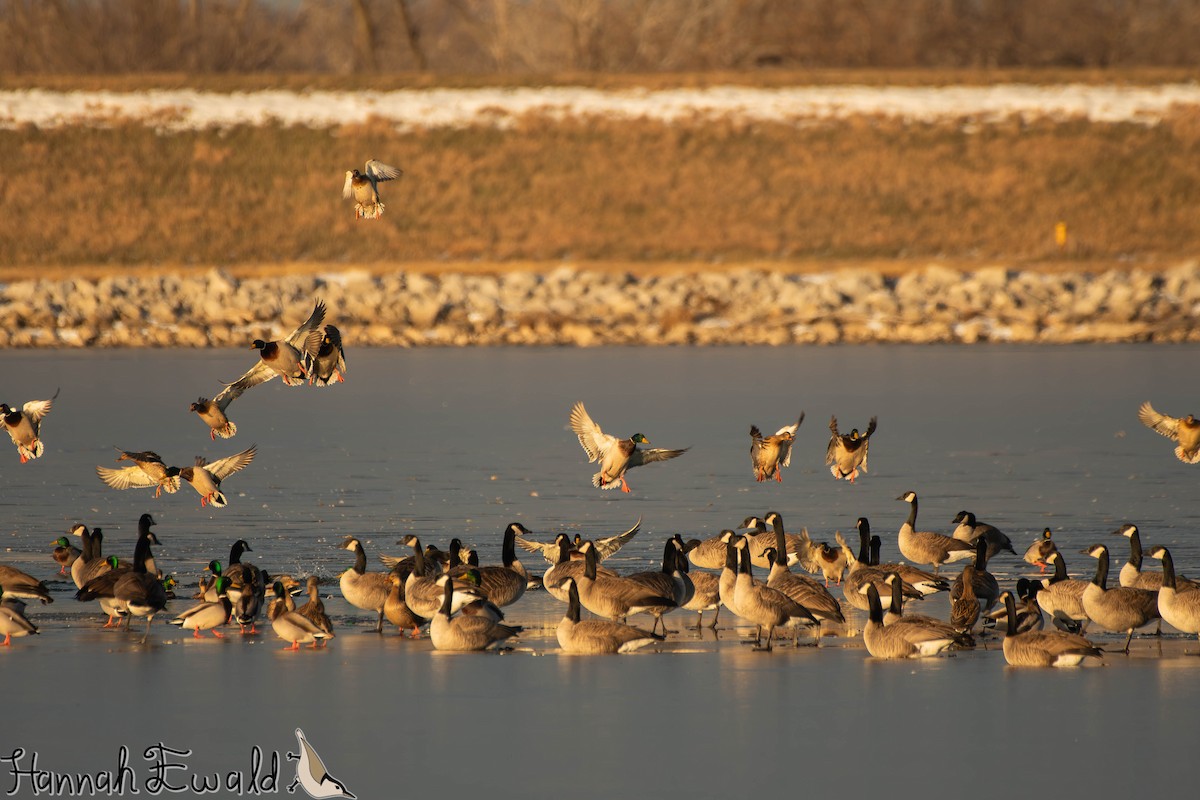 Mallard - ML646474747