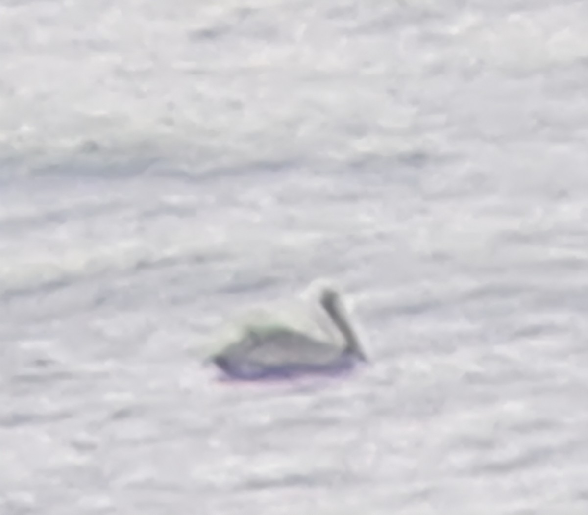 pelikán hnědý - ML646474748