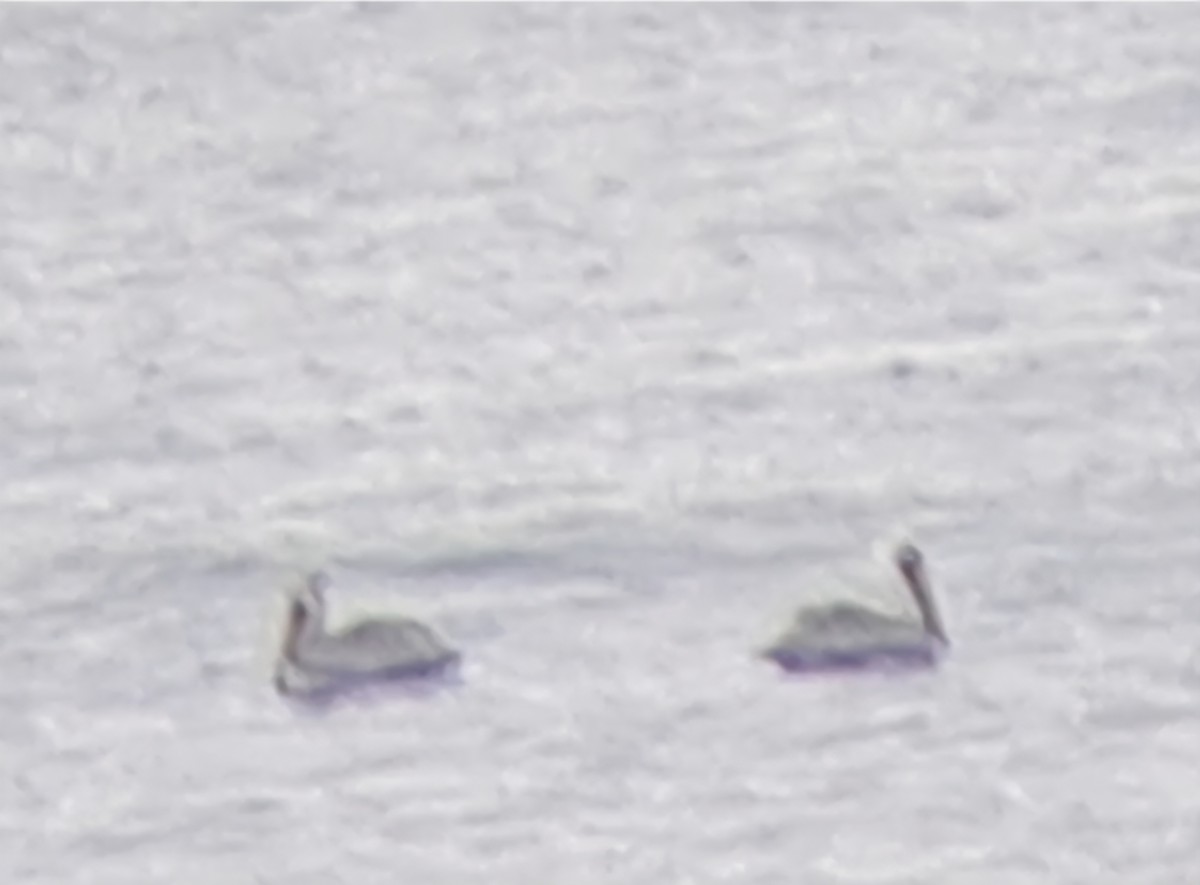 pelikán hnědý - ML646474749