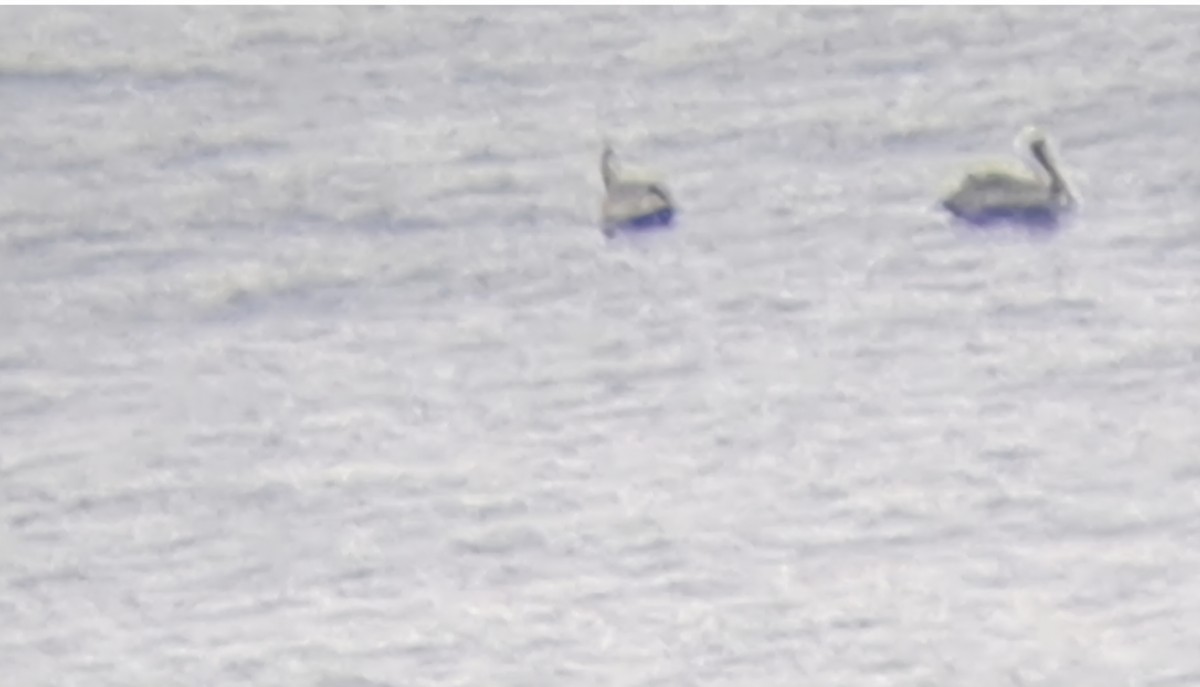 pelikán hnědý - ML646474750