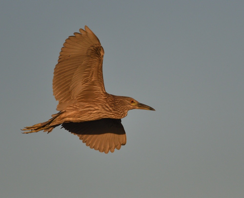 Nitticora - ML646474751