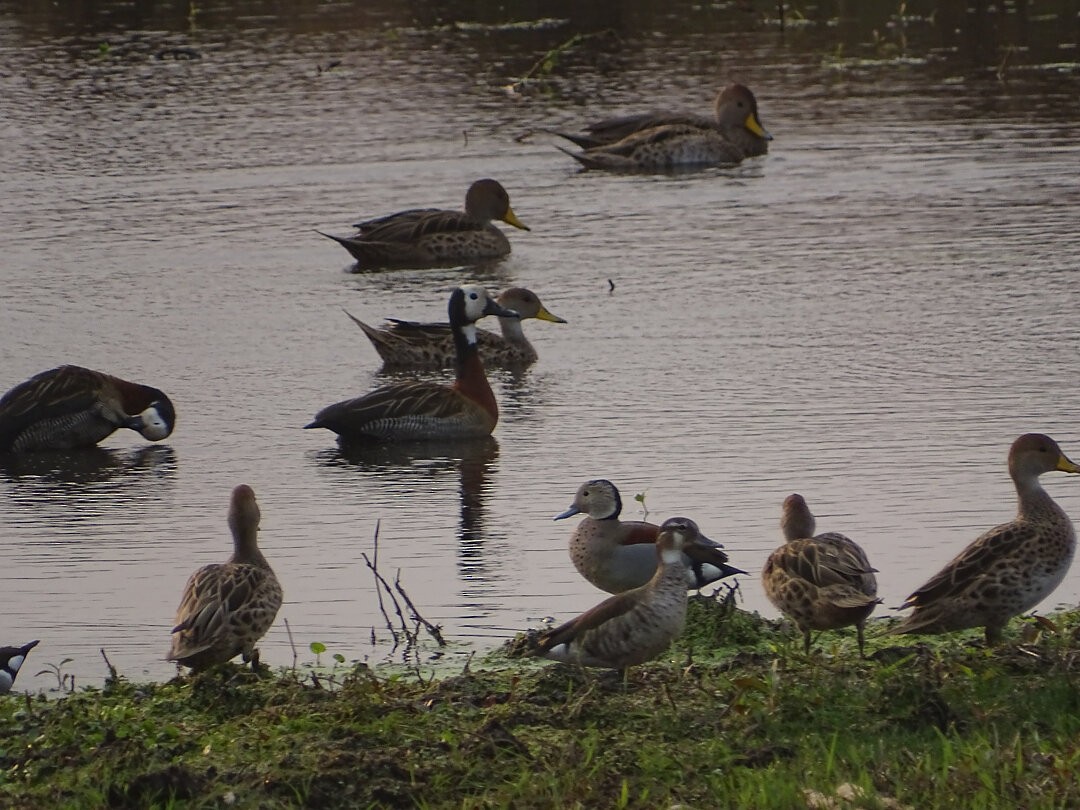 שרשיר צווארון - ML646474753