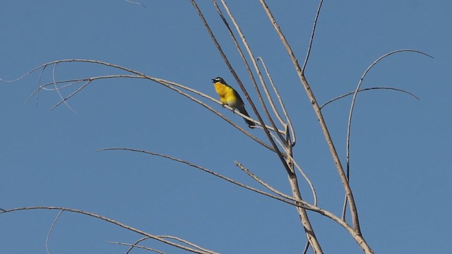 lesníček žlutoprsý - ML646474756