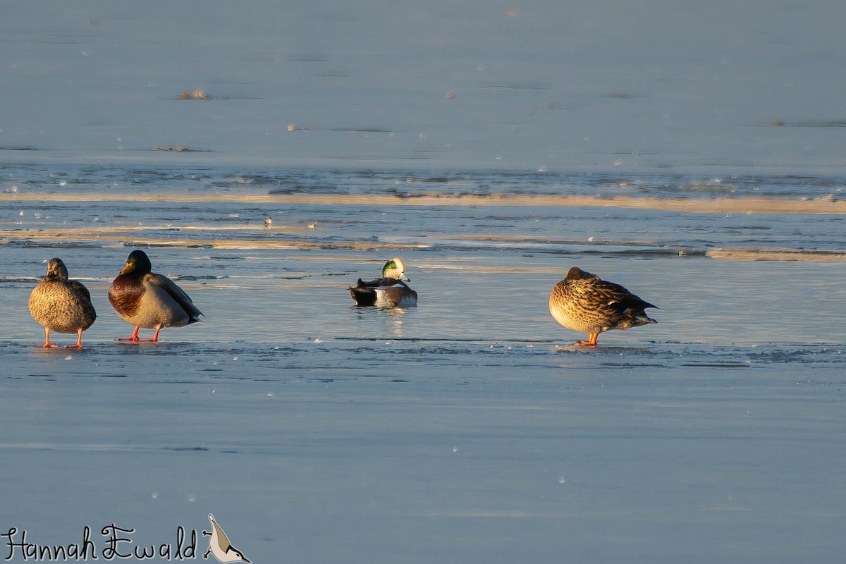 アメリカヒドリ - ML646474757