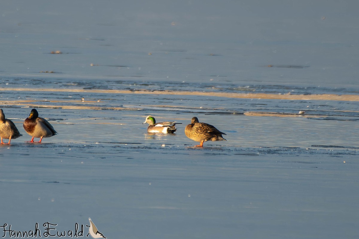 アメリカヒドリ - ML646474758