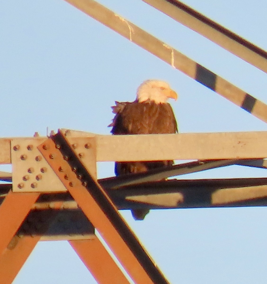 Орлан білоголовий - ML646474760