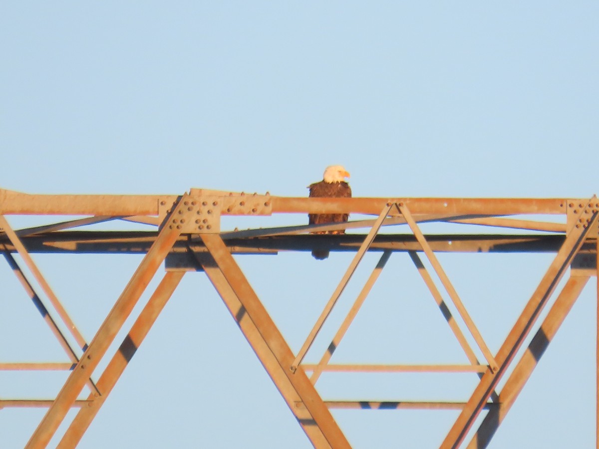 Орлан білоголовий - ML646474761