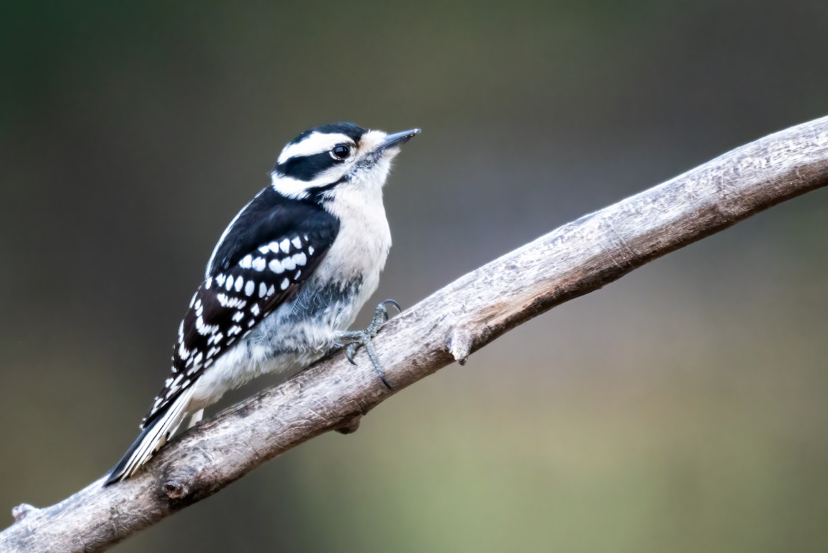 dunspett - ML646474764