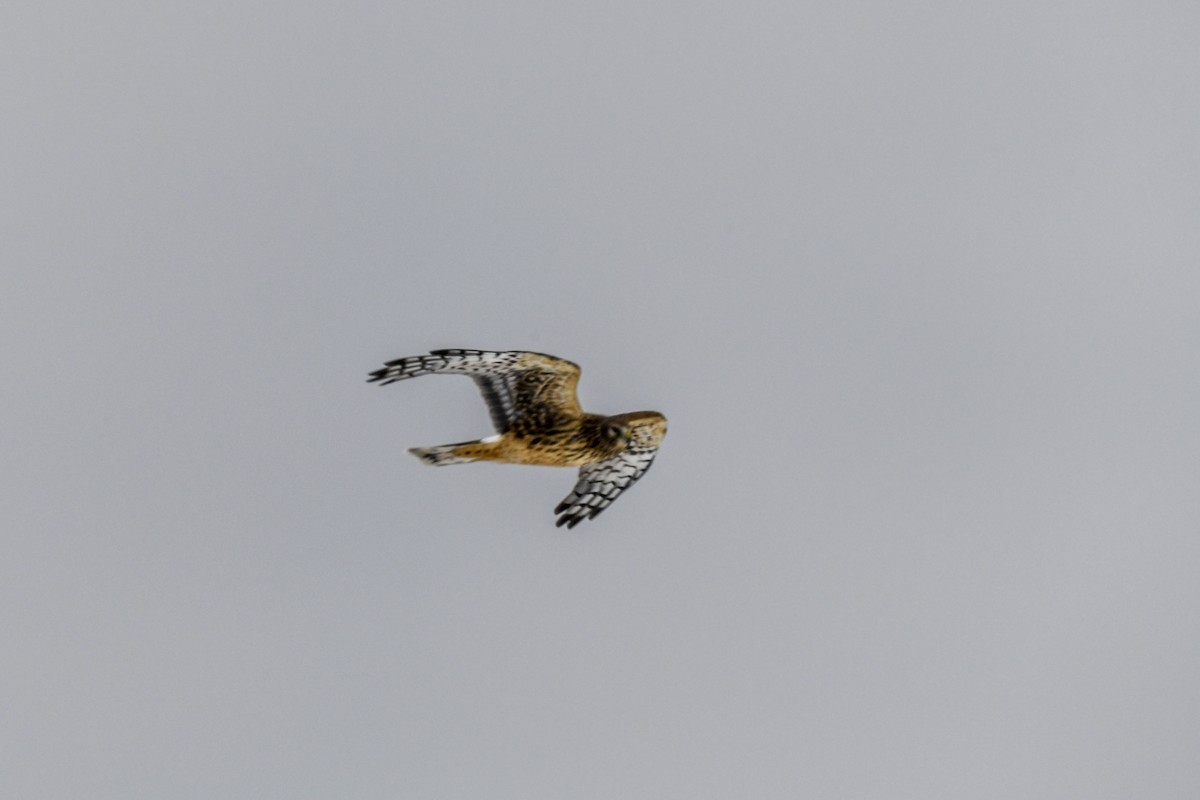 Northern Harrier - ML646474766