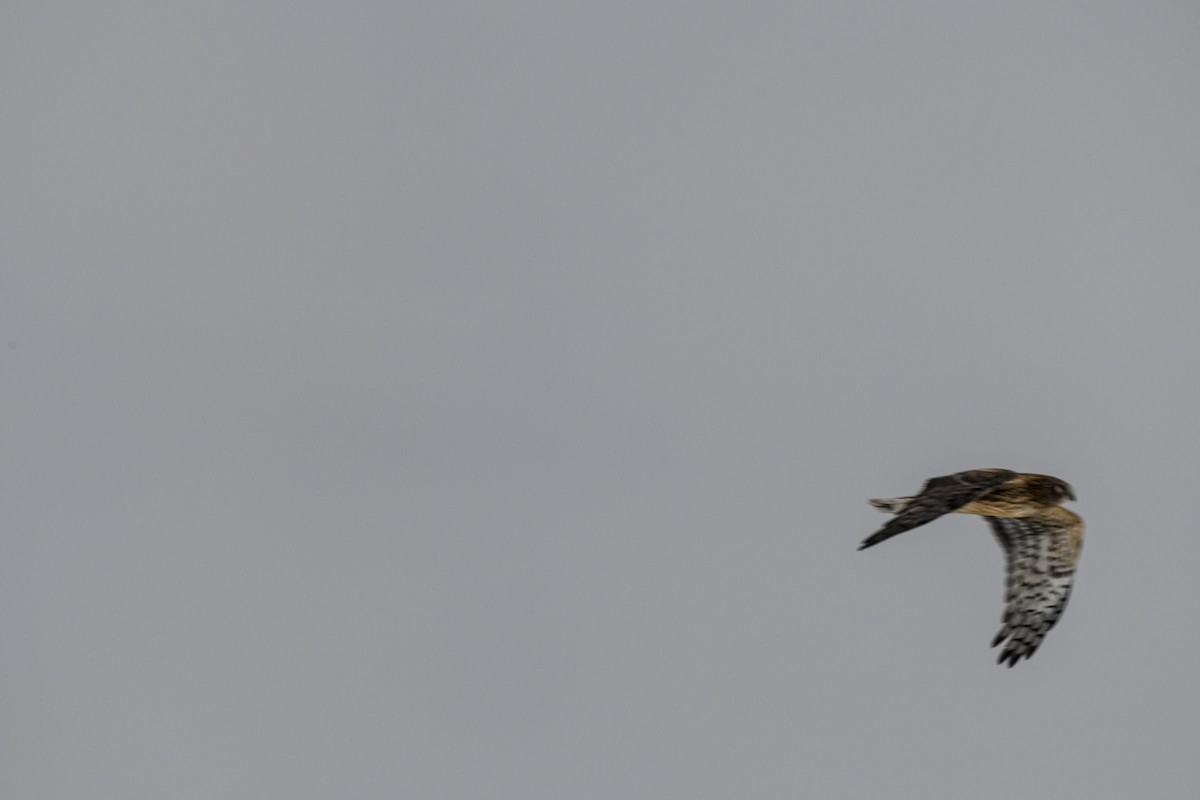 Northern Harrier - ML646474767