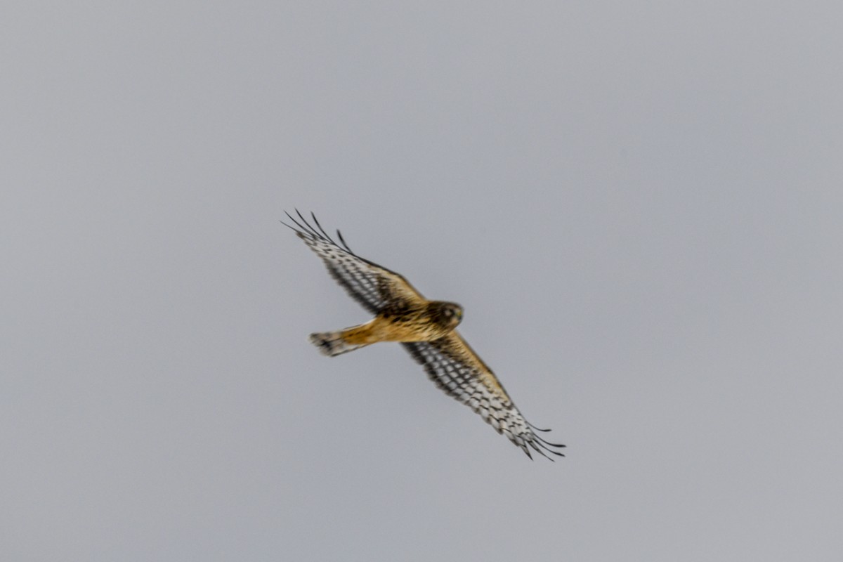 Northern Harrier - ML646474768
