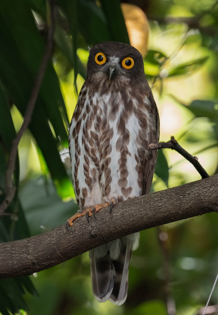 Northern Boobook - ML646474769