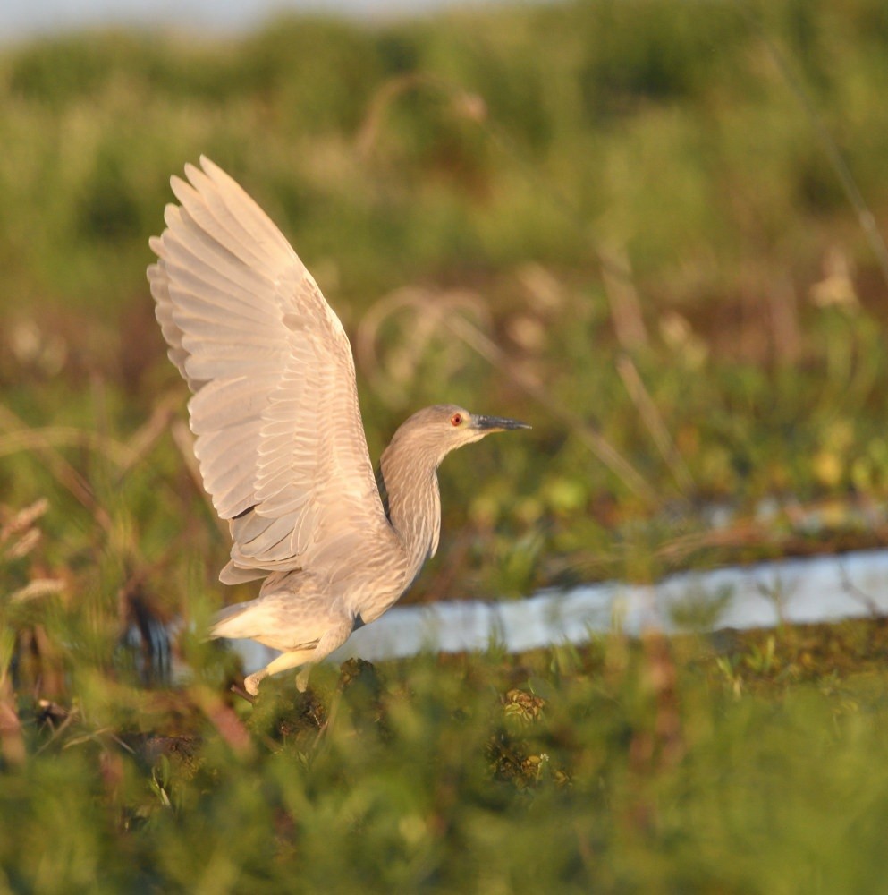 Nitticora - ML646474770