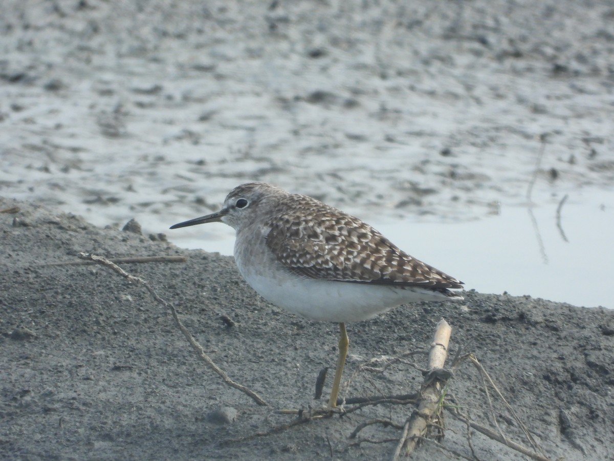 vodouš bahenní - ML646474771