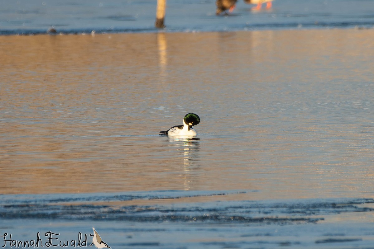 Common Goldeneye - ML646474772