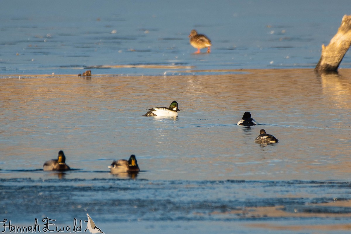 Common Goldeneye - ML646474773