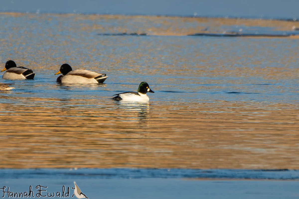 Common Goldeneye - ML646474774
