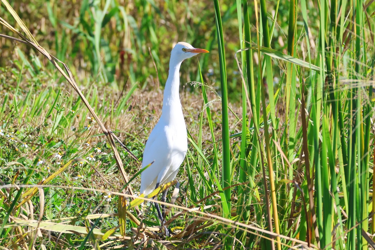 Western Cattle-Egret - ML646474776