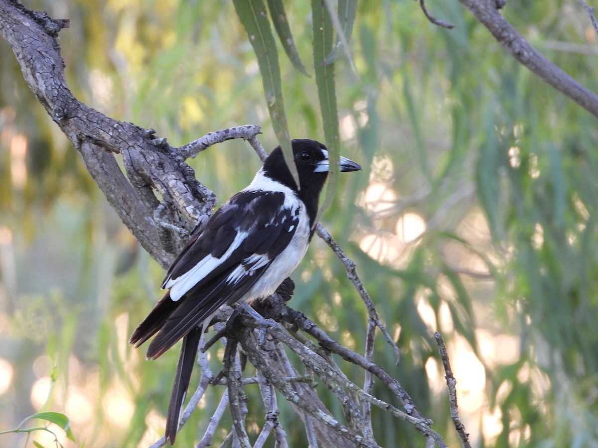 Pied Butcherbird - ML646474777