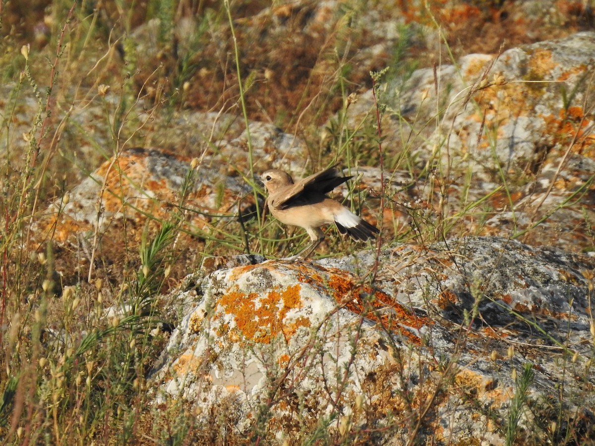 Isabelline Wheatear - ML646474778