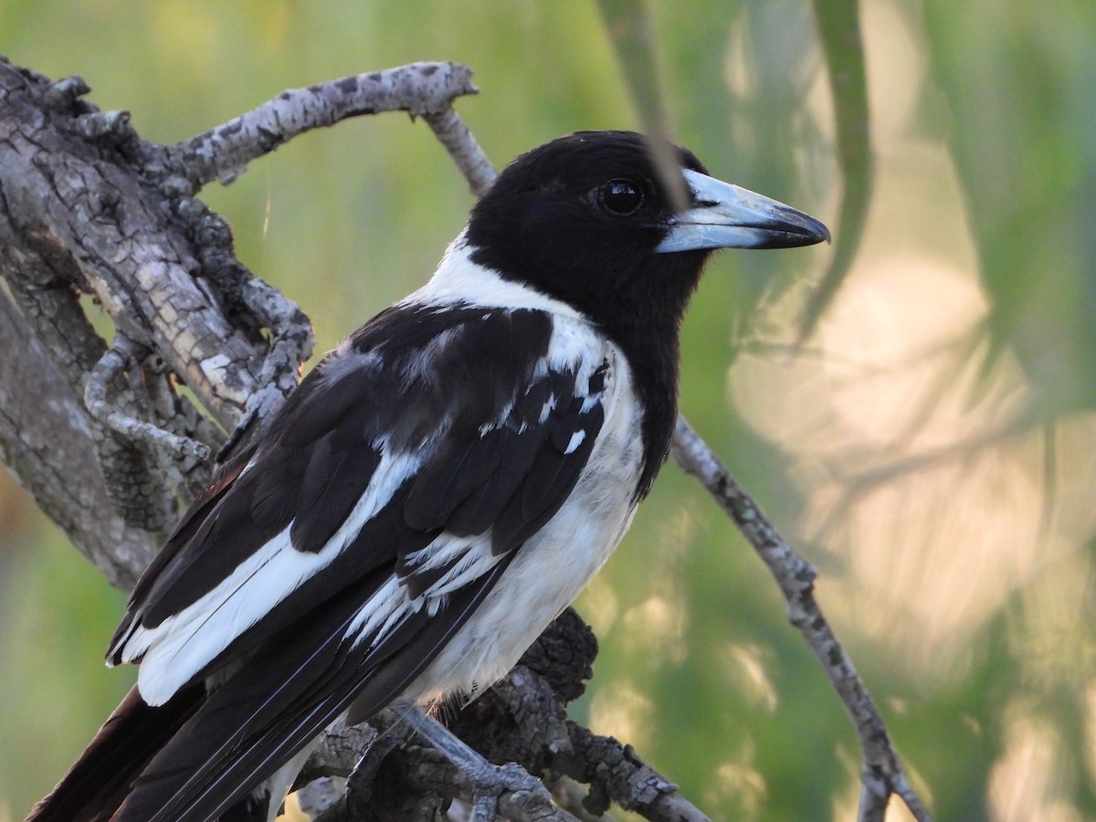 Pied Butcherbird - ML646474779
