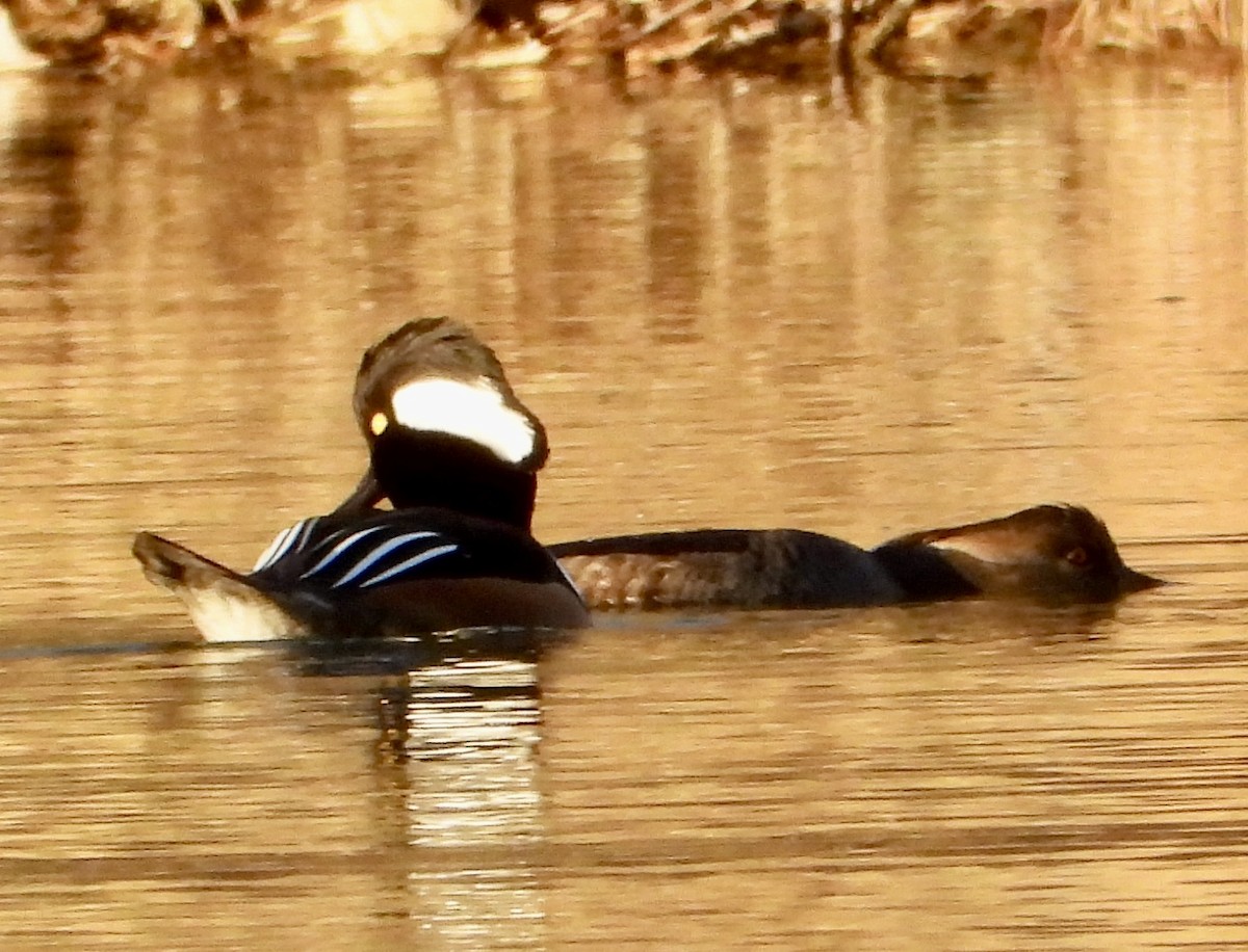 Kappensäger - ML646474781