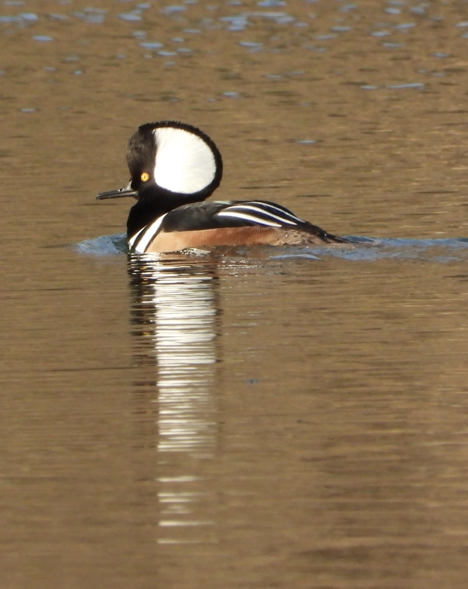 Kappensäger - ML646474782