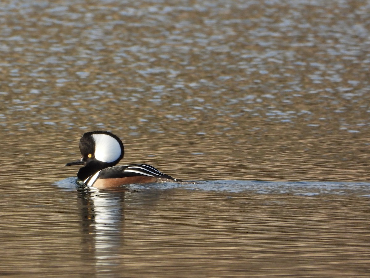 Kappensäger - ML646474783