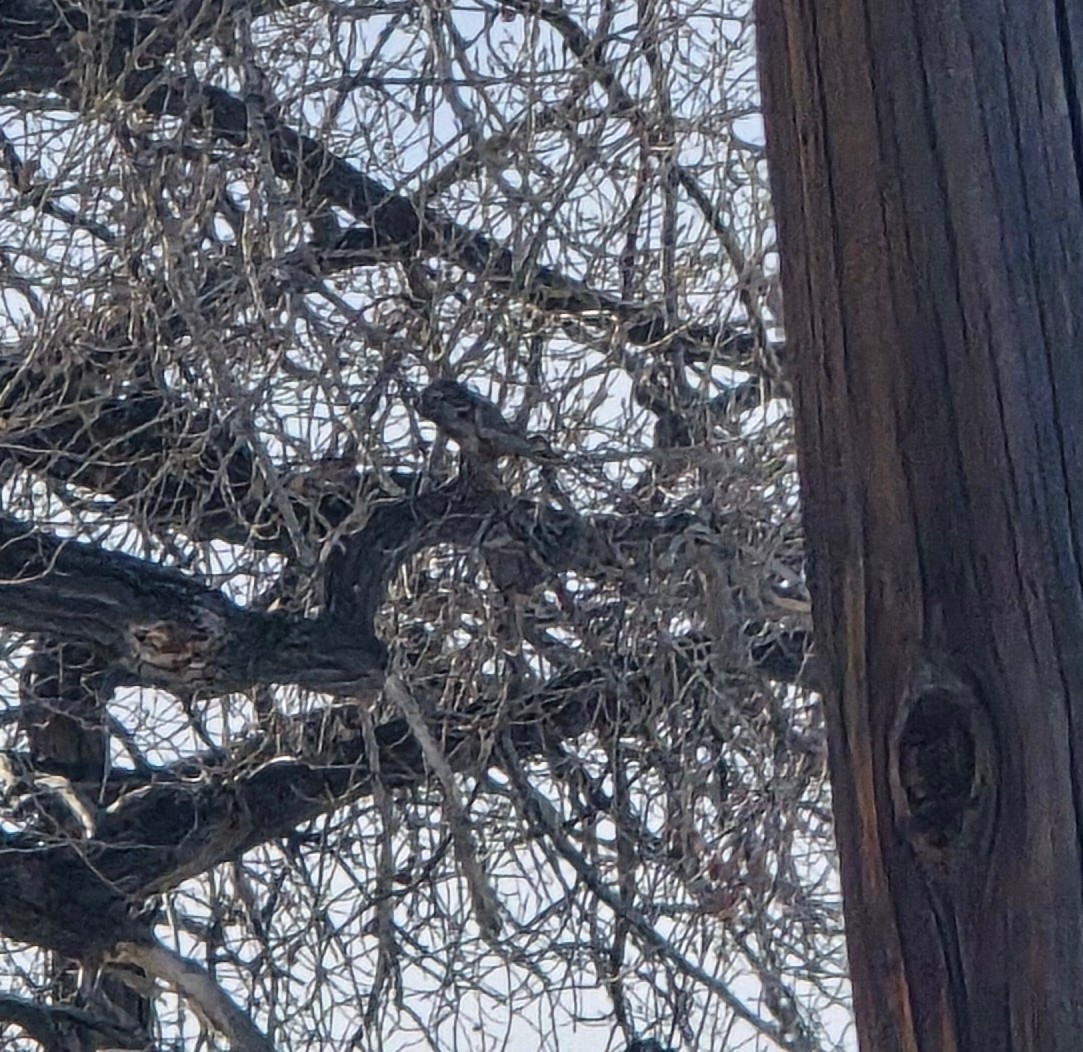 Great Horned Owl - ML646474784