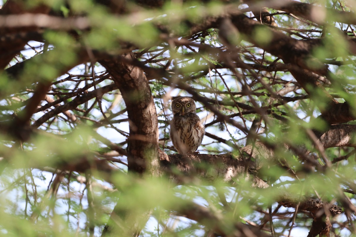 Сичик-горобець савановий - ML646474785