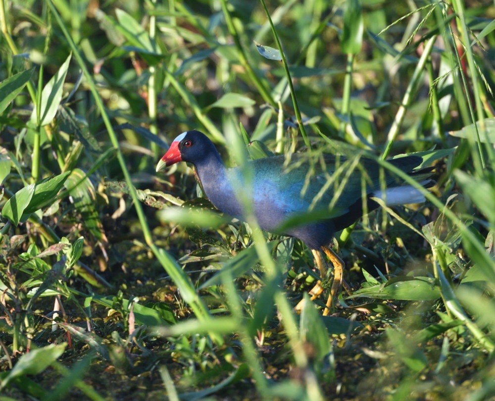 Pollo sultano della Martinica - ML646474788