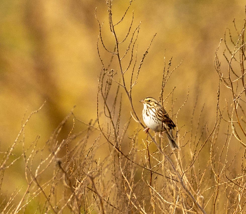 Chingolo Sabanero - ML646474790