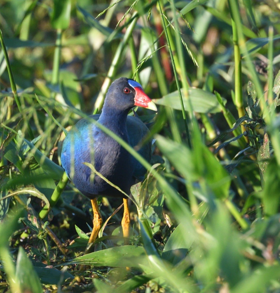 Pollo sultano della Martinica - ML646474794