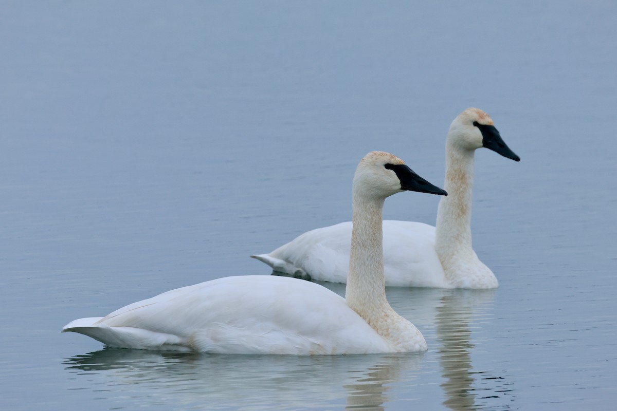 Trumpeter Swan - ML646474795