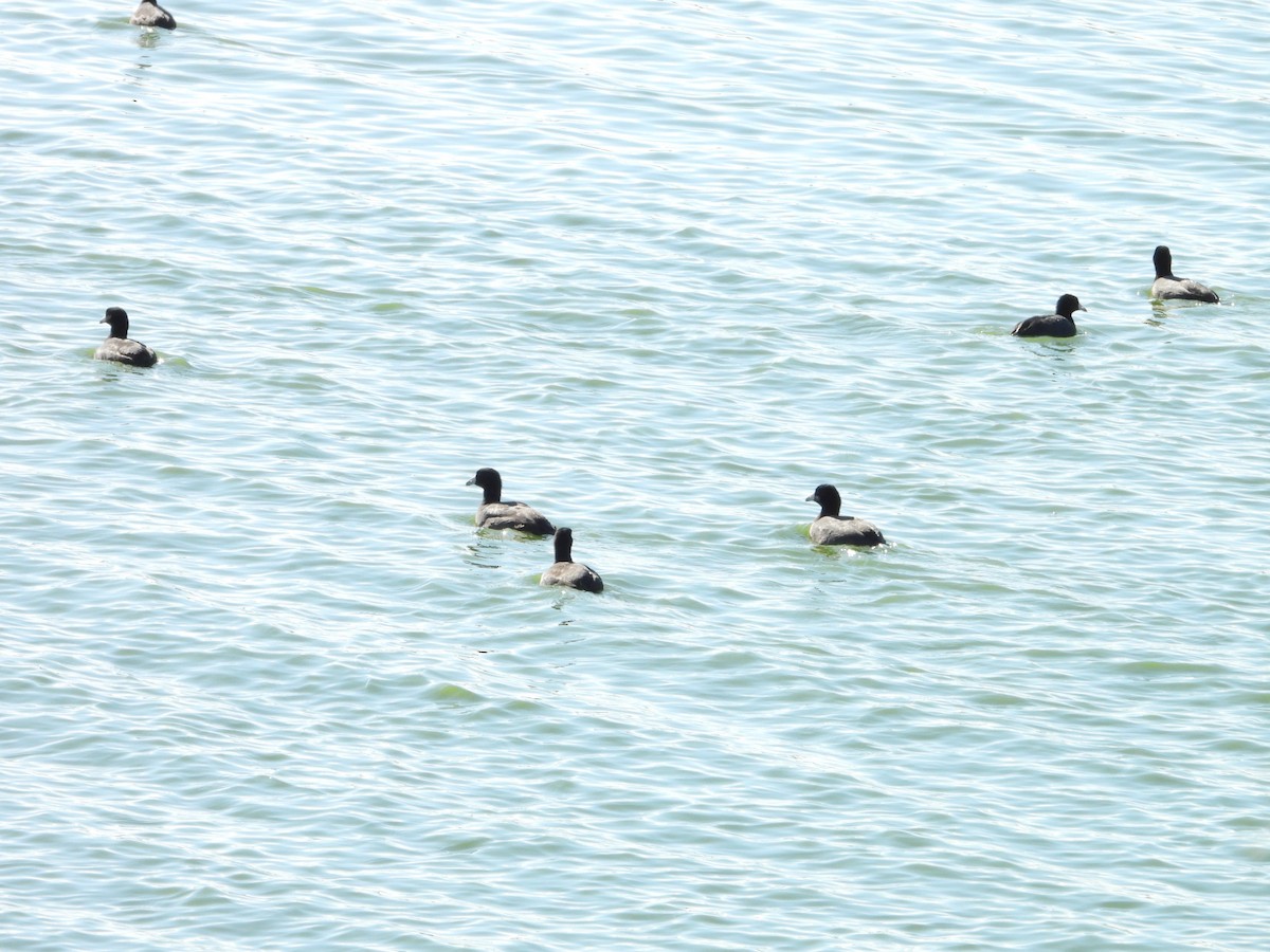 American Coot - ML646474796