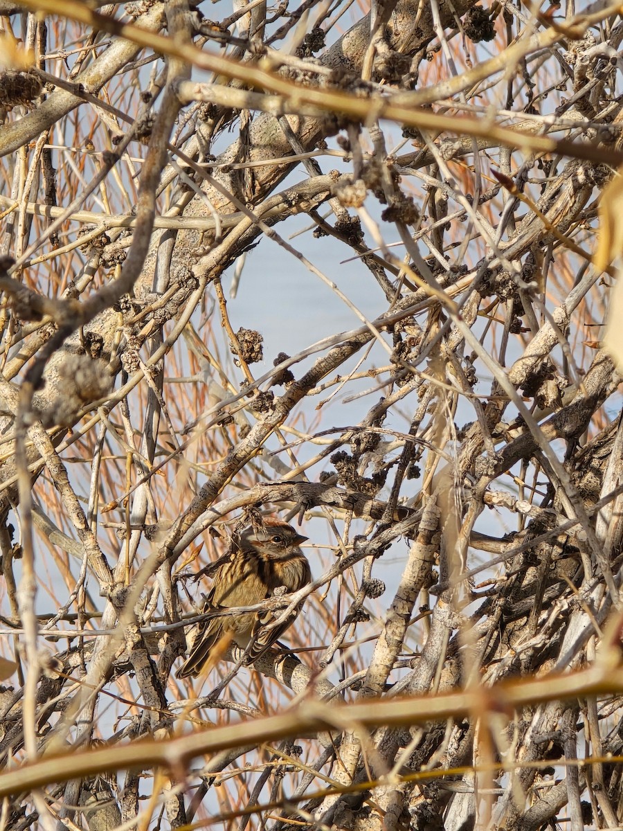 American Tree Sparrow - ML646474797