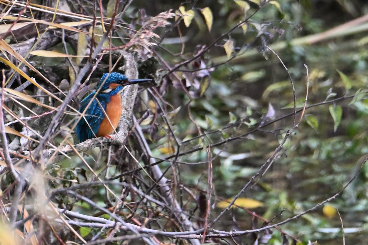 翠鳥 - ML646474798