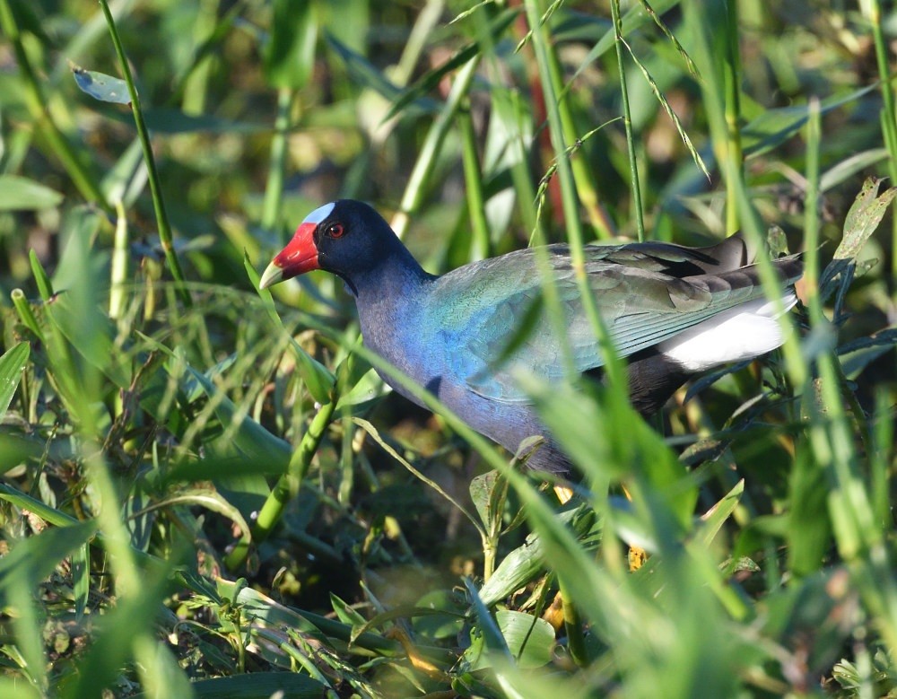 Pollo sultano della Martinica - ML646474801