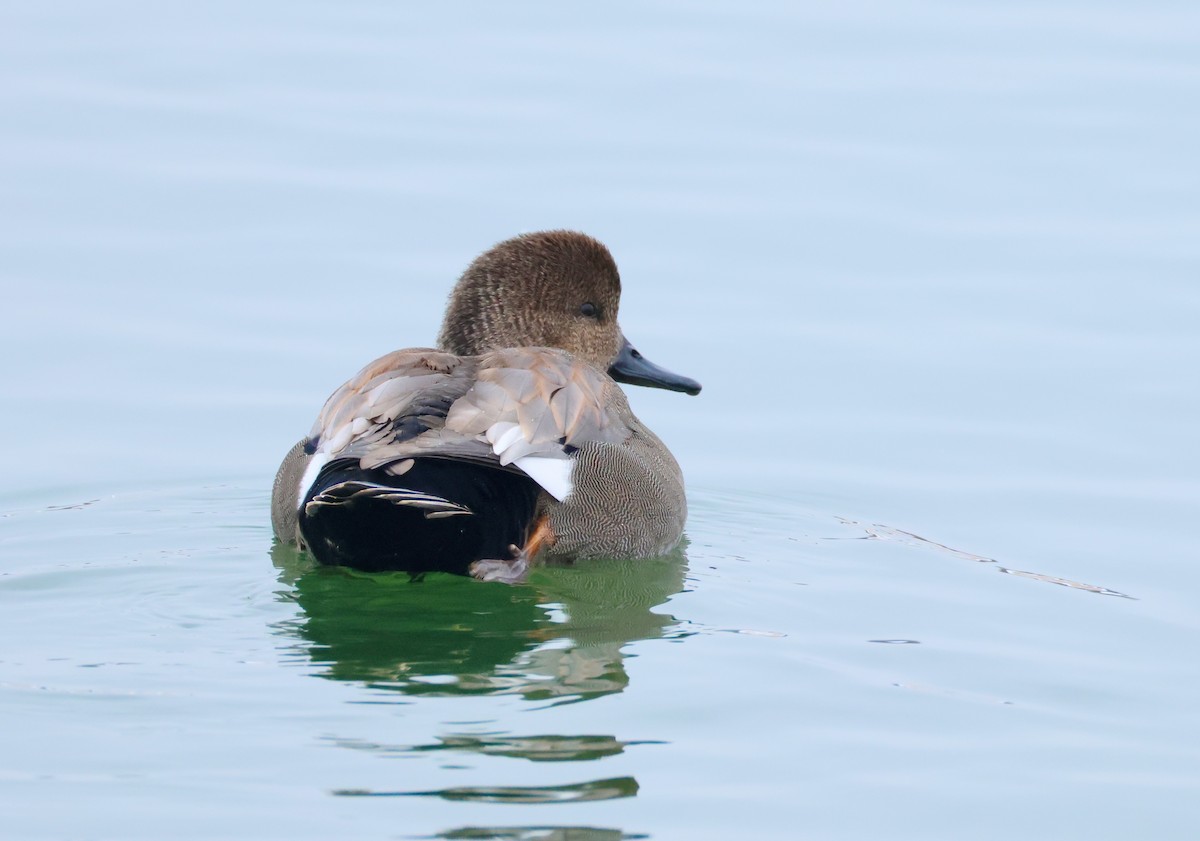 Gadwall - ML646474804